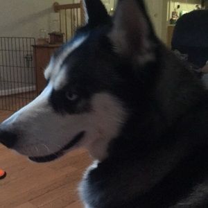 Meet your Posher, Fawn